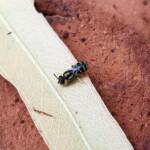 Ceylalictus perditellus, Alice Springs NT