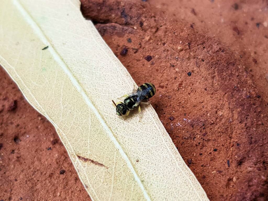 Ceylalictus perditellus, Alice Springs NT