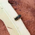 Ceylalictus perditellus, Alice Springs NT
