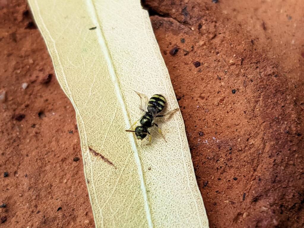 Ceylalictus perditellus, Alice Springs NT
