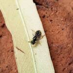 Ceylalictus perditellus, Alice Springs NT