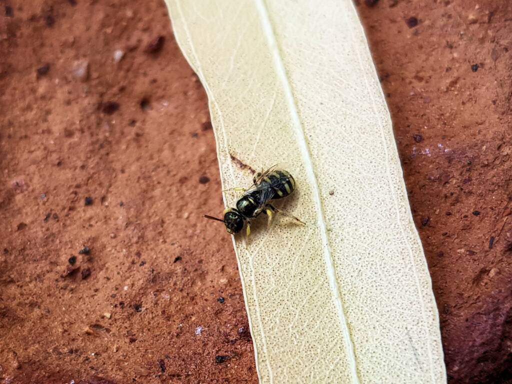 Ceylalictus perditellus, Alice Springs NT