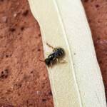Ceylalictus perditellus, Alice Springs NT
