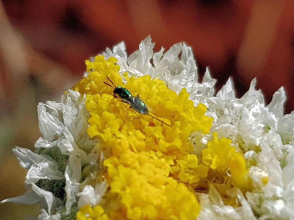 Chalcid Wasp (genus Torymus), Alice Springs Desert Park NT