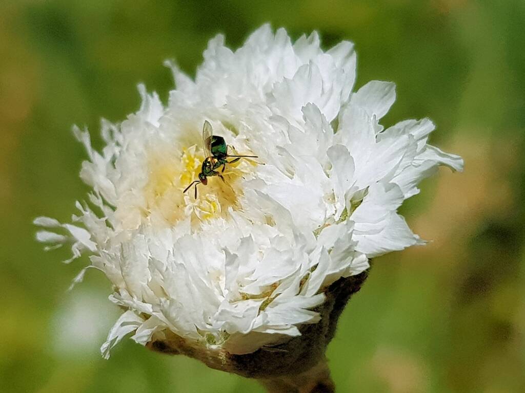 Chalcid Wasp (genus Torymus), Alice Springs Desert Park NT