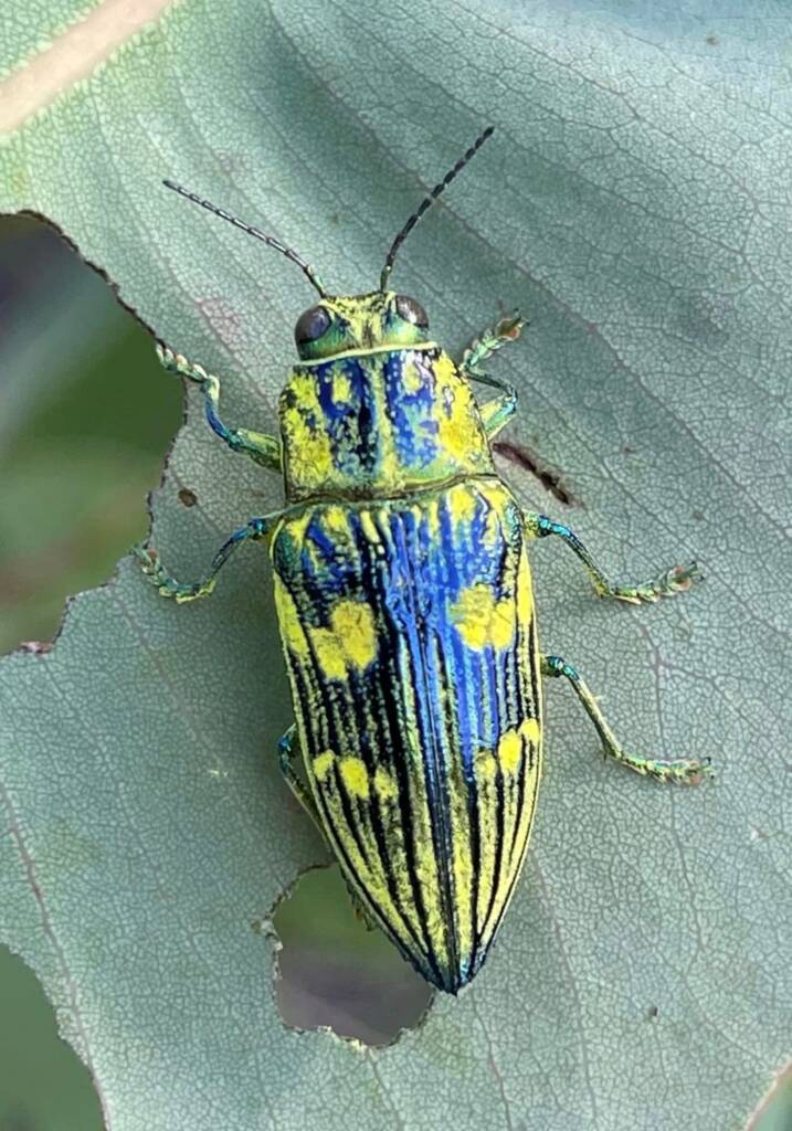 Chalcophorataenia australasiae, QLD © Mark Hanlon