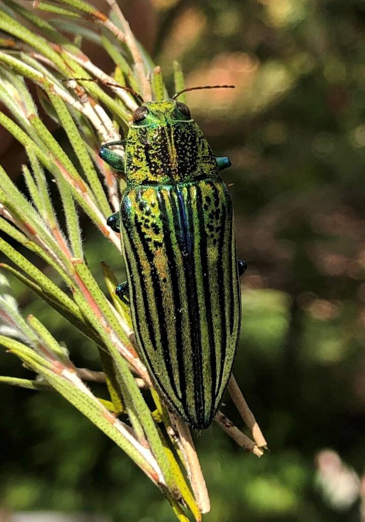 Chalcophorataenia martinii, QLD © Mark Hanlon