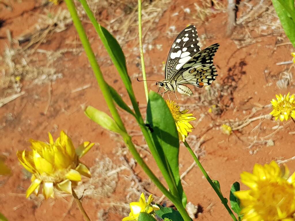 Chequered Swallowtail (Papilio demoleus ssp. sthenelus), Alice Springs Desert Park NT