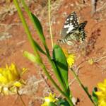 Chequered Swallowtail (Papilio demoleus ssp. sthenelus), Alice Springs Desert Park NT
