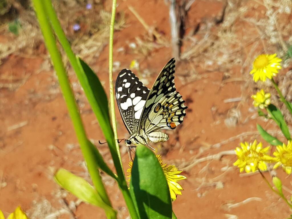 Chequered Swallowtail (Papilio demoleus ssp. sthenelus), Alice Springs Desert Park NT