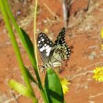 Chequered Swallowtail (Papilio demoleus ssp. sthenelus), Alice Springs Desert Park NT
