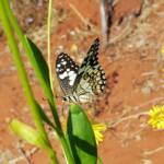 Chequered Swallowtail (Papilio demoleus ssp. sthenelus), Alice Springs Desert Park NT