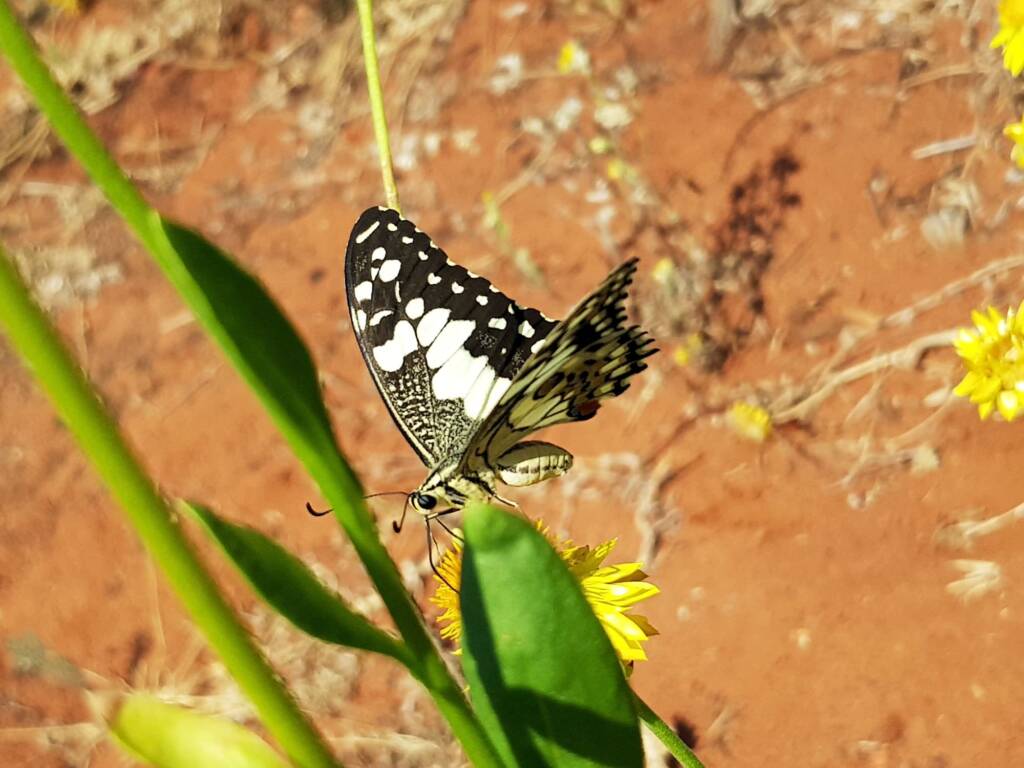Chequered Swallowtail (Papilio demoleus ssp. sthenelus), Alice Springs Desert Park NT