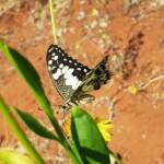Chequered Swallowtail (Papilio demoleus ssp. sthenelus), Alice Springs Desert Park NT