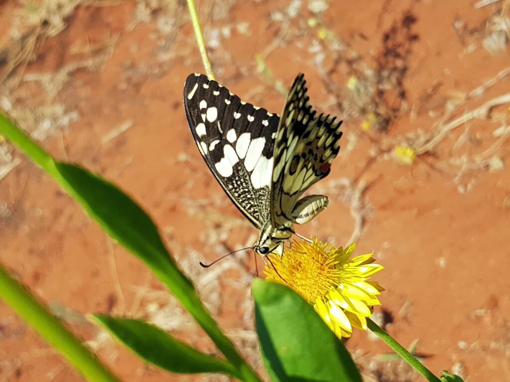 Chequered Swallowtail (Papilio demoleus ssp. sthenelus), Alice Springs Desert Park NT
