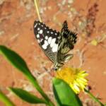 Chequered Swallowtail (Papilio demoleus ssp. sthenelus), Alice Springs Desert Park NT