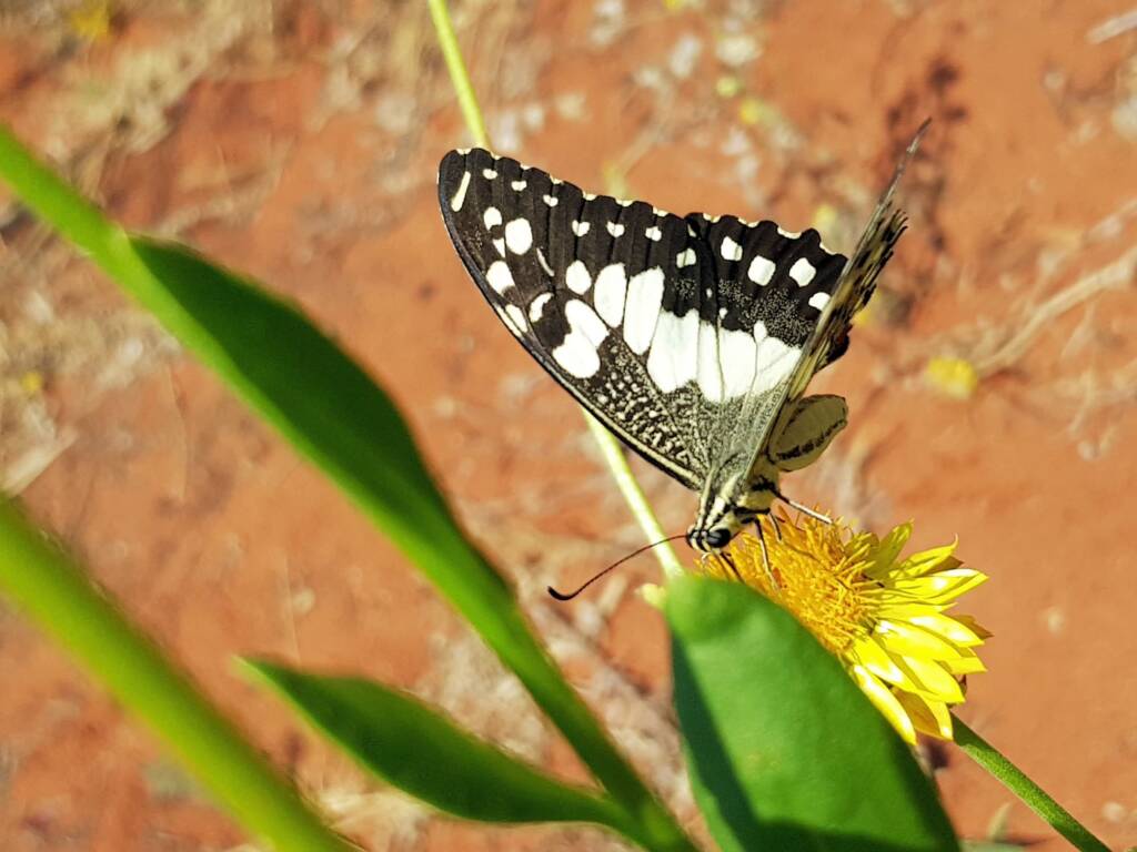 Chequered Swallowtail (Papilio demoleus ssp. sthenelus), Alice Springs Desert Park NT