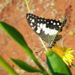 Chequered Swallowtail (Papilio demoleus ssp. sthenelus), Alice Springs Desert Park NT