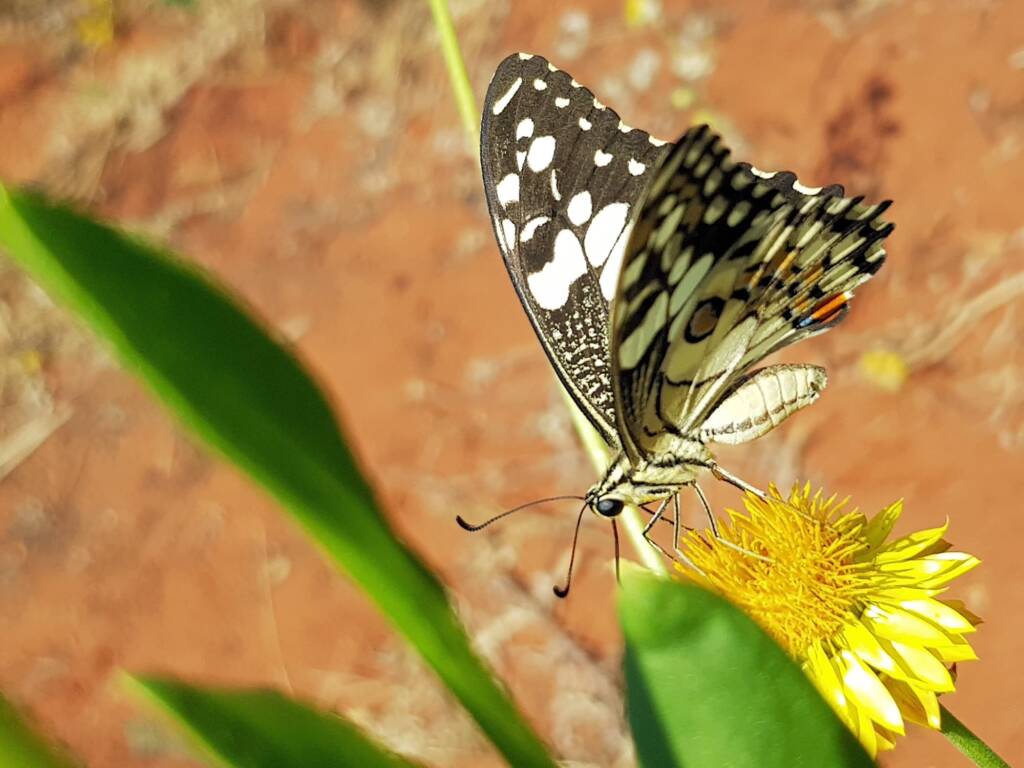 Chequered Swallowtail (Papilio demoleus ssp. sthenelus), Alice Springs Desert Park NT