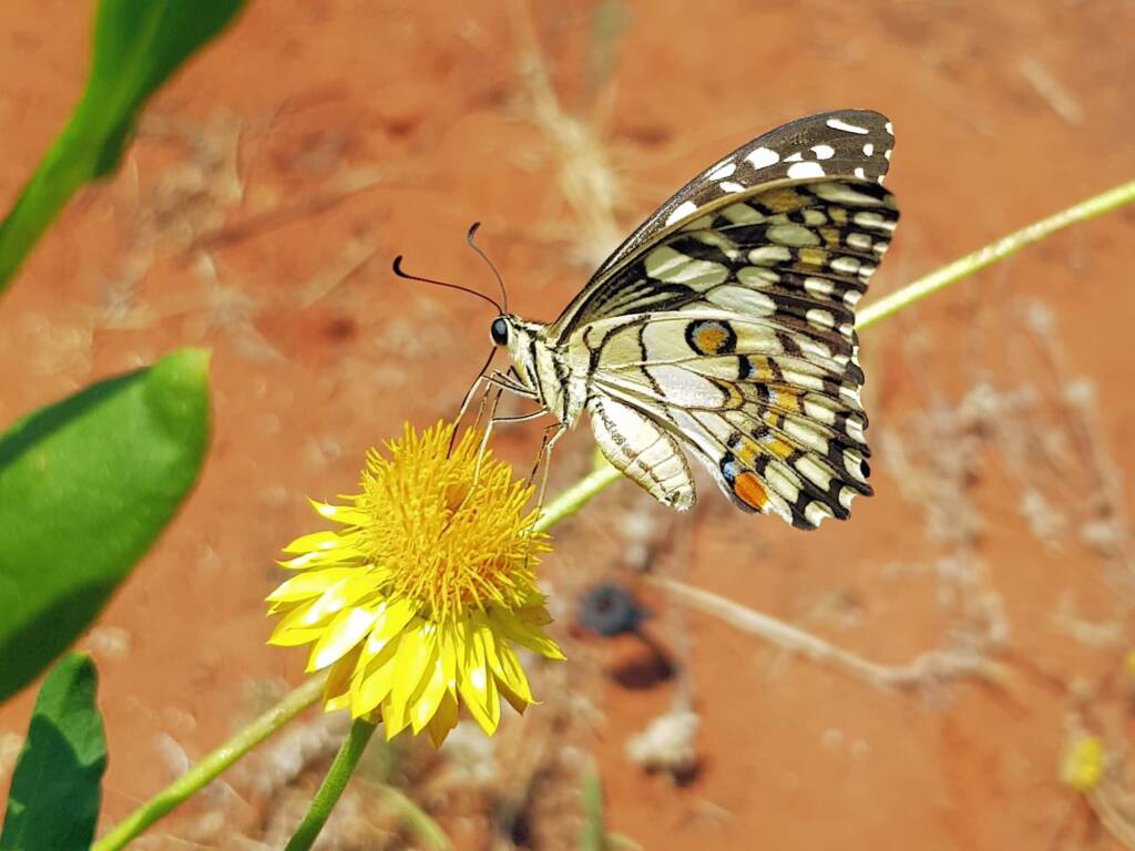 Chequered Swallowtail (Papilio demoleus ssp. sthenelus), Alice Springs Desert Park NT