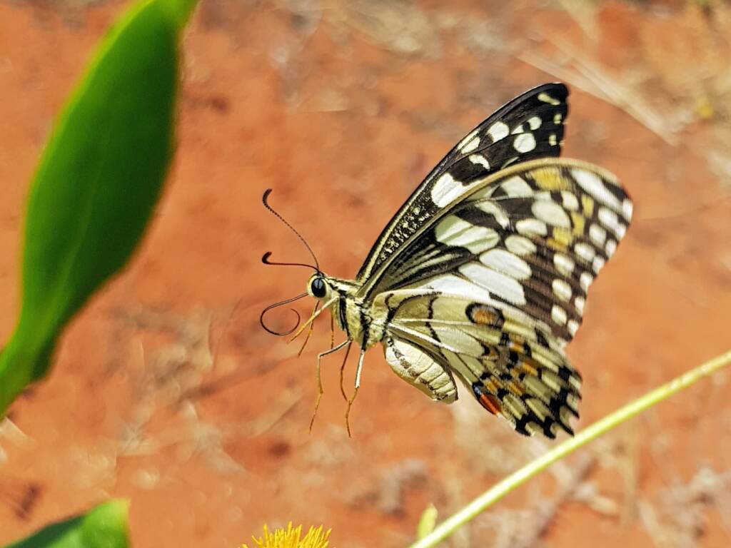 Chequered Swallowtail (Papilio demoleus ssp. sthenelus), Alice Springs Desert Park NT