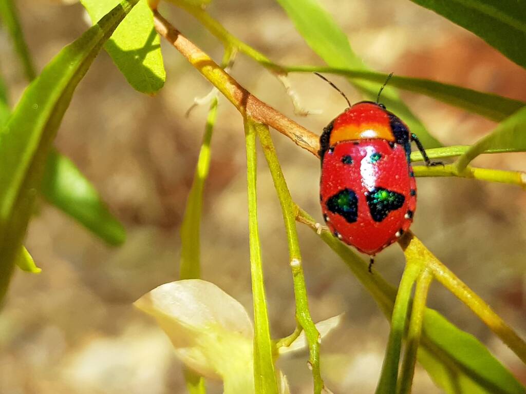 Choerocoris paganus, Alice Springs Desert Park NT