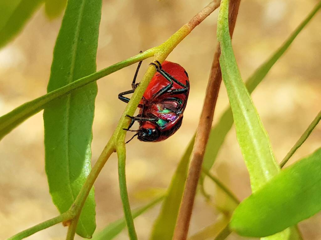 Choerocoris paganus, Alice Springs Desert Park NT