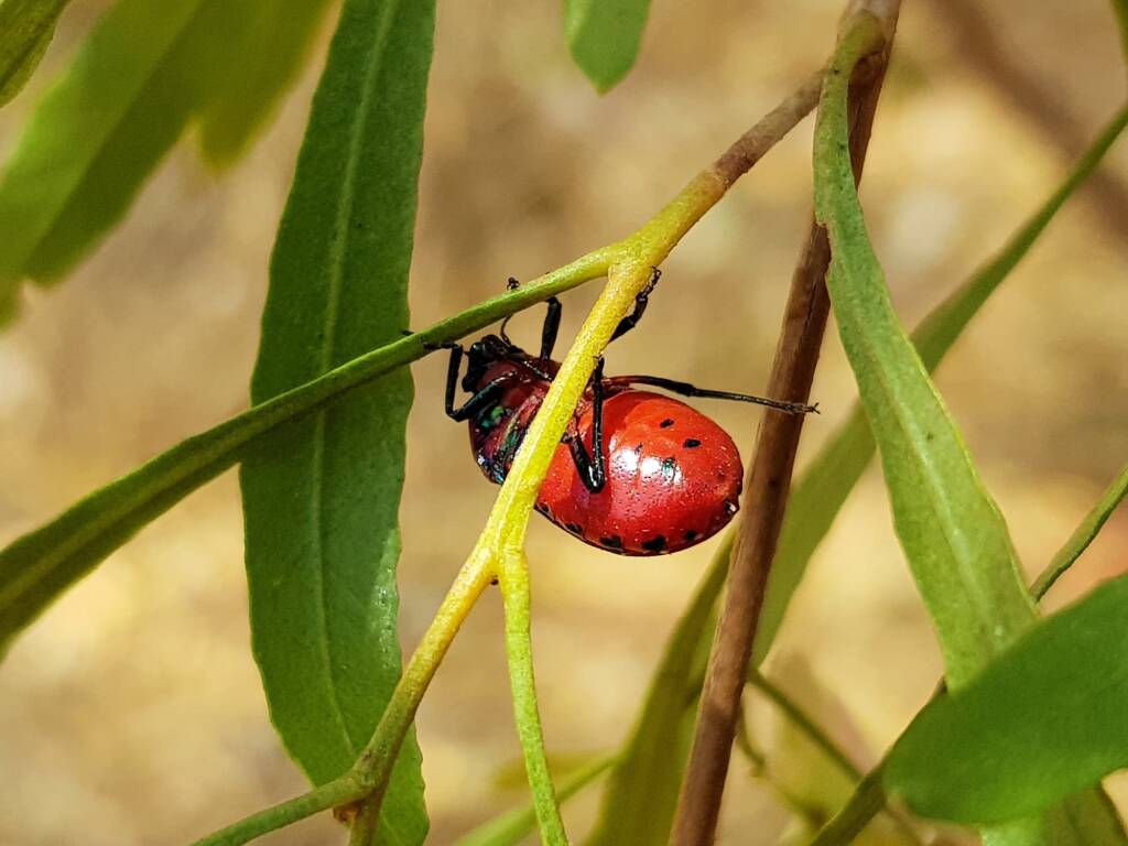 Choerocoris paganus, Alice Springs Desert Park NT