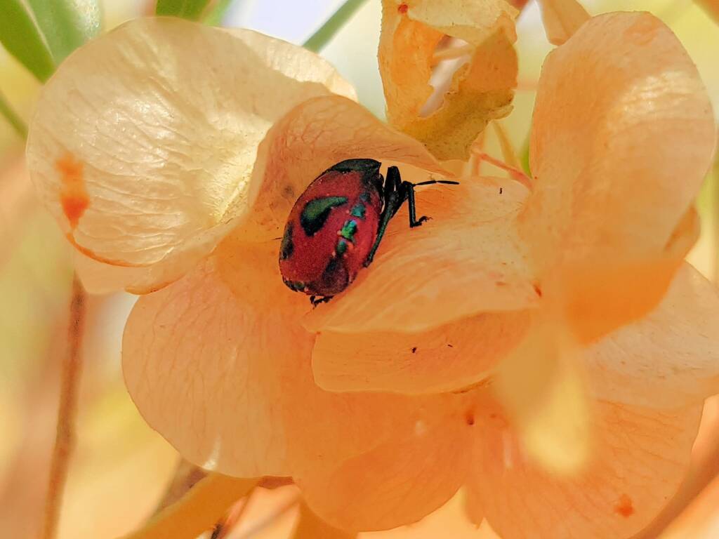 Choerocoris paganus, Alice Springs Desert Park NT