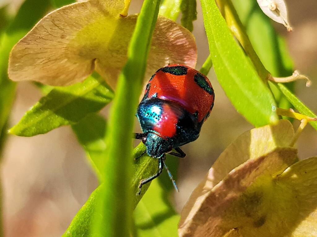 Choerocoris paganus, Alice Springs Desert Park NT