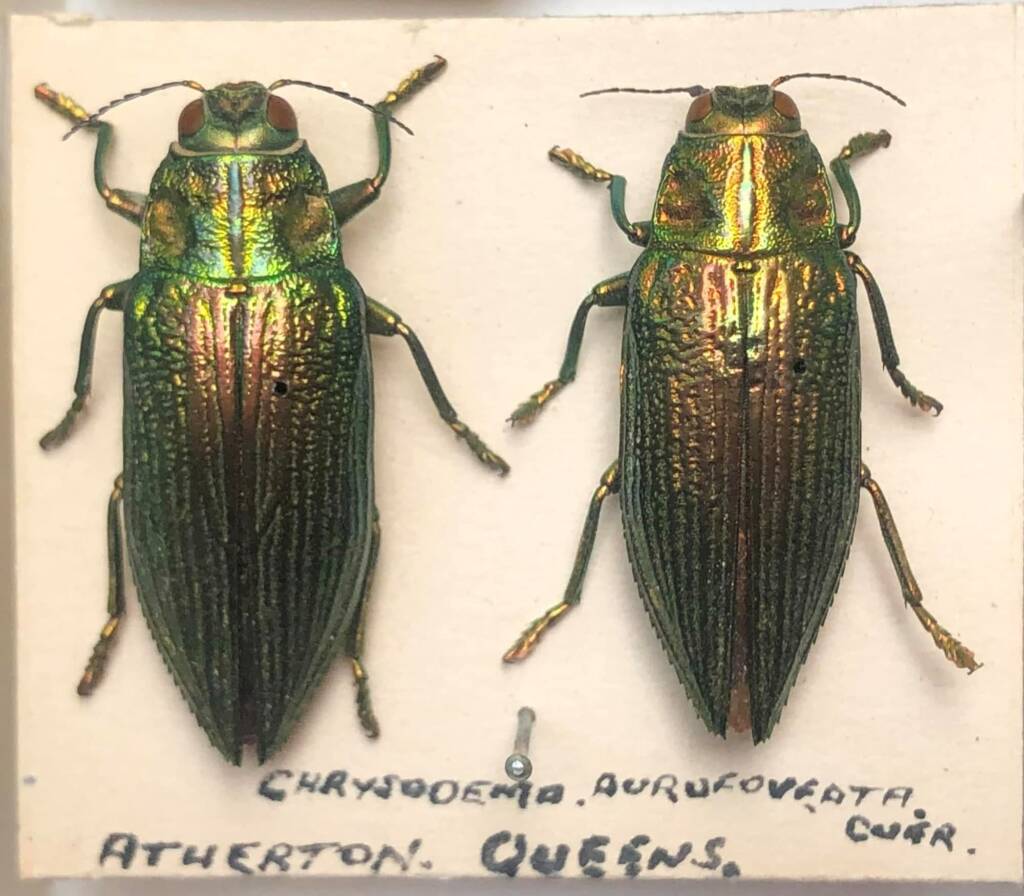 Chrysodema aurofoveata, Atherton QLD © Mark Hanlon