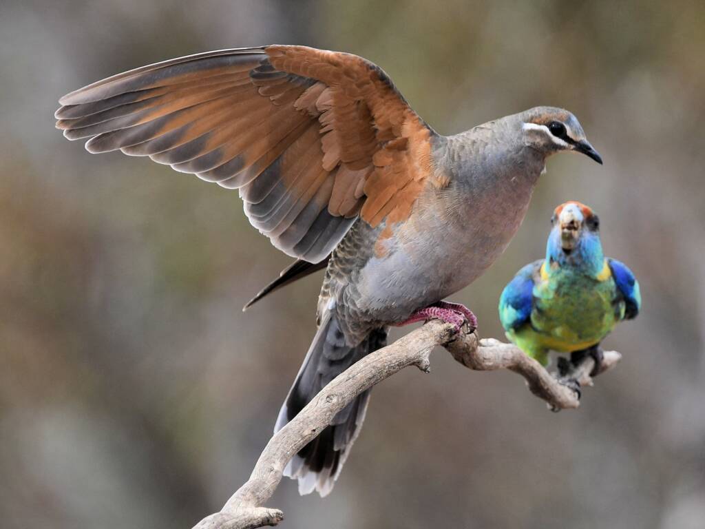 Common Bronzewing (Phaps chalcoptera) © Dorothy Latimer