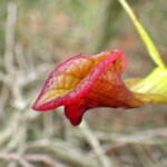 Cryptostylis ovata (Slipper Orchid), Stirling Range National Park WA © Terry Dunham