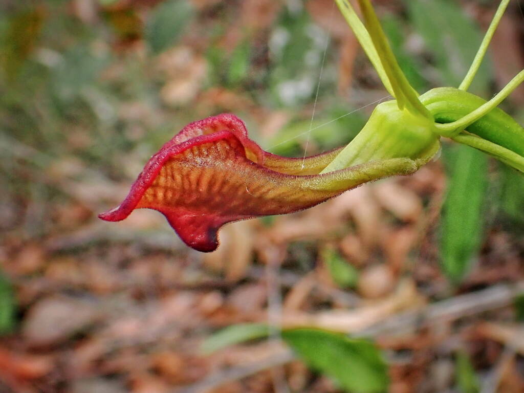 Cryptostylis ovata (Slipper Orchid), Stirling Range National Park WA © Terry Dunham
