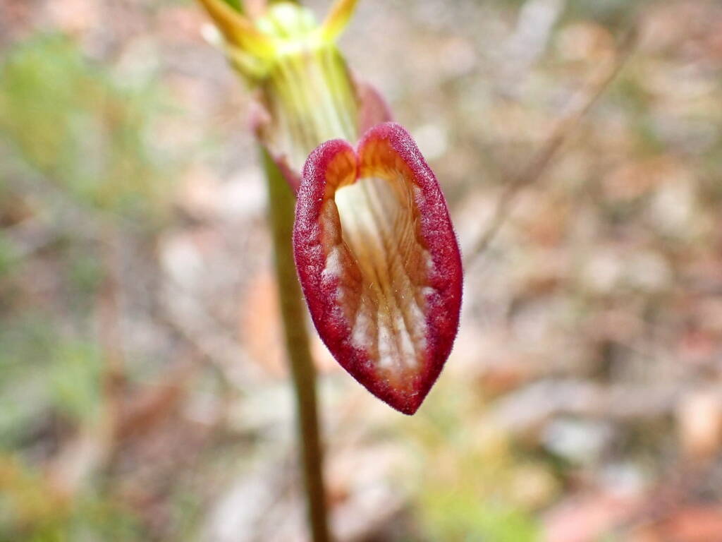 Cryptostylis ovata (Slipper Orchid), Stirling Range National Park WA © Terry Dunham