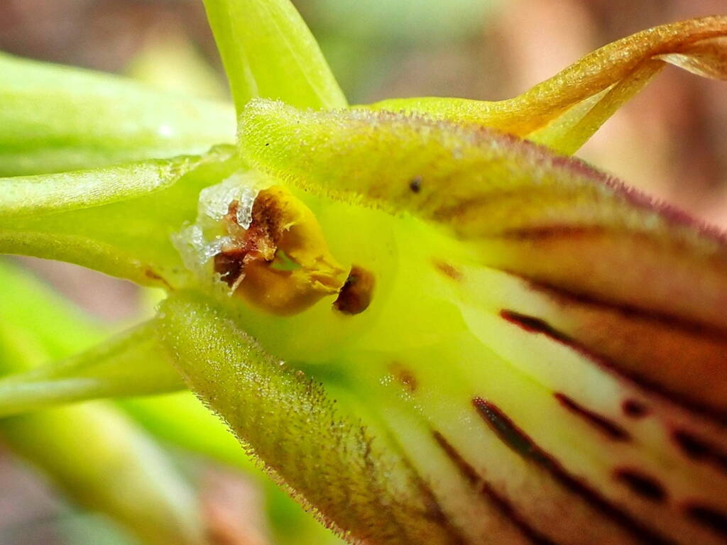 Cryptostylis ovata (Slipper Orchid), Stirling Range National Park WA © Terry Dunham