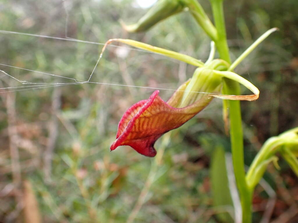 Cryptostylis ovata (Slipper Orchid), Stirling Range National Park WA © Terry Dunham