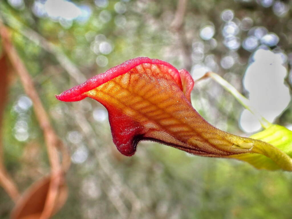 Cryptostylis ovata (Slipper Orchid), Stirling Range National Park WA © Terry Dunham