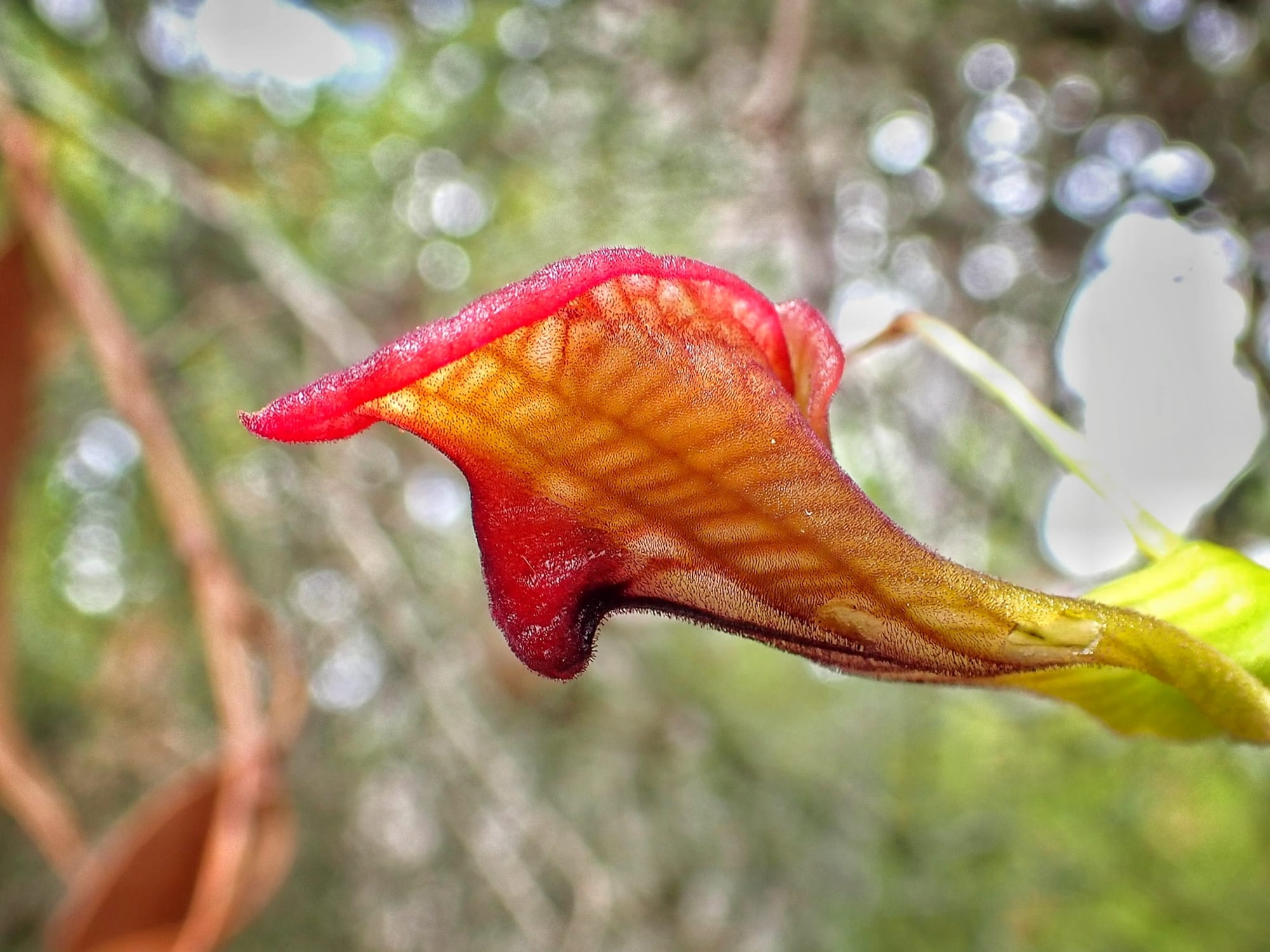 Cryptostylis ovata (Slipper Orchid), Stirling Range National Park WA © Terry Dunham