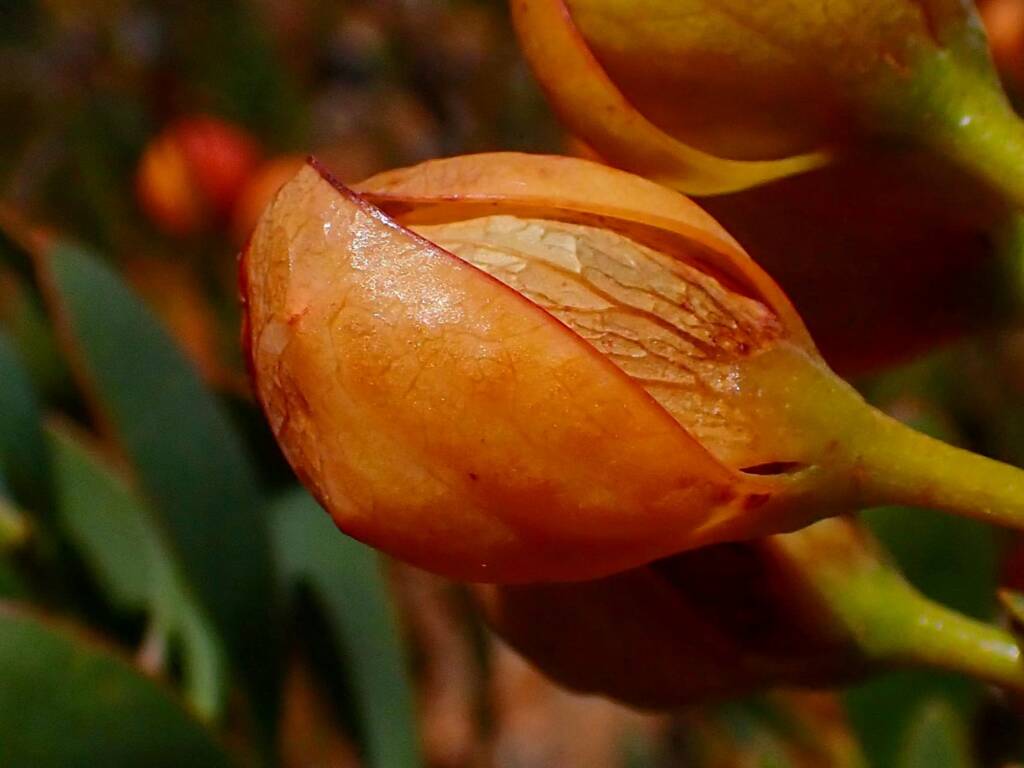 Daviesia oppositifolia (Rattle-pea), Stirling Range National Park WA © Terry Dunham
