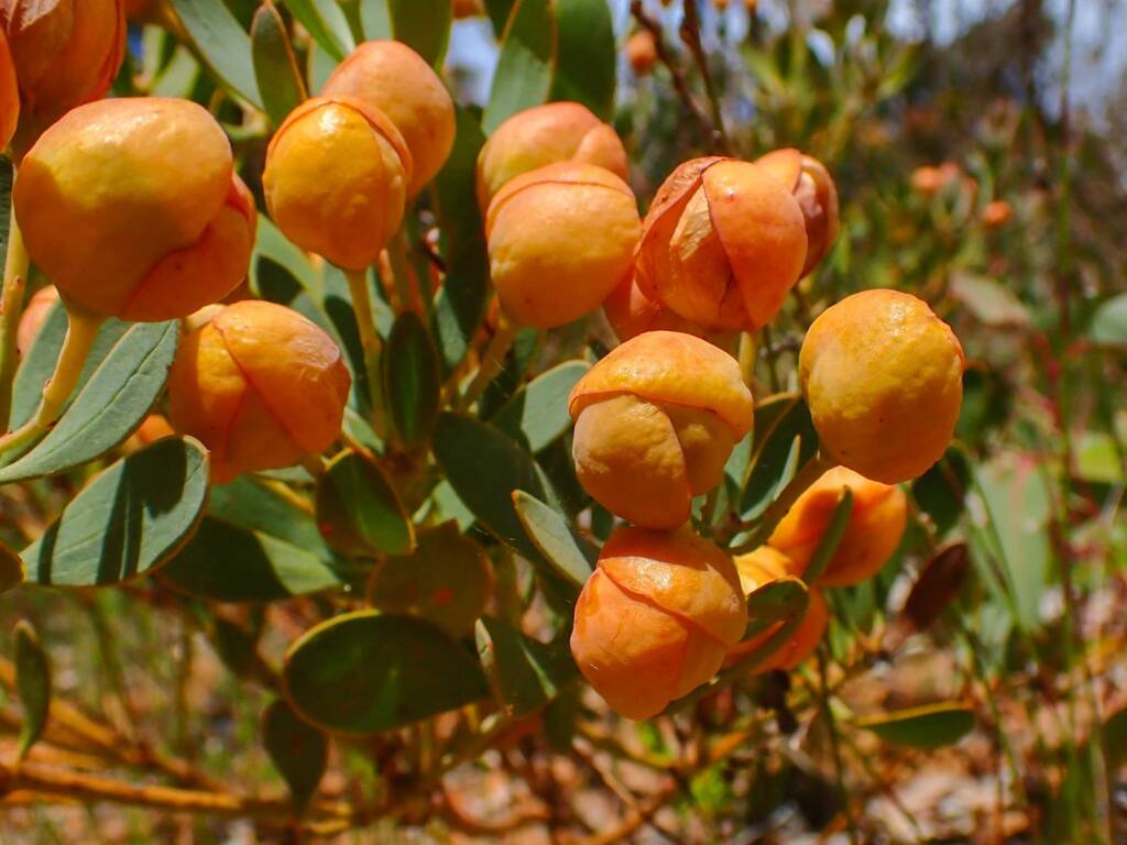 Daviesia oppositifolia (Rattle-pea), Stirling Range National Park WA © Terry Dunham