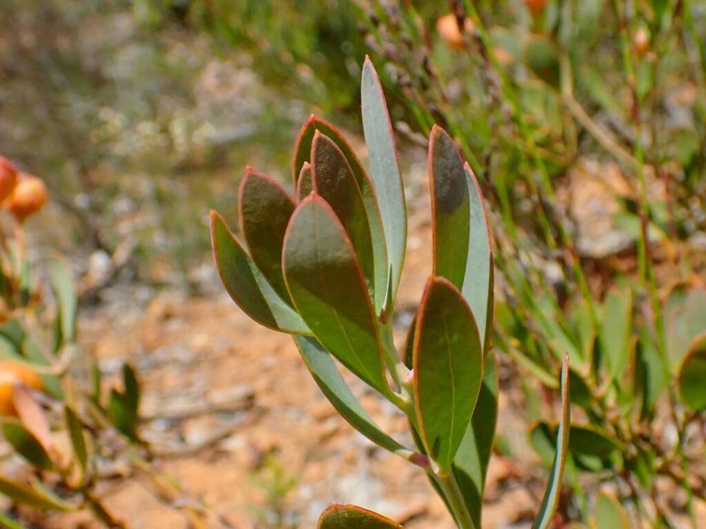 Daviesia oppositifolia (Rattle-pea), Stirling Range National Park WA © Terry Dunham