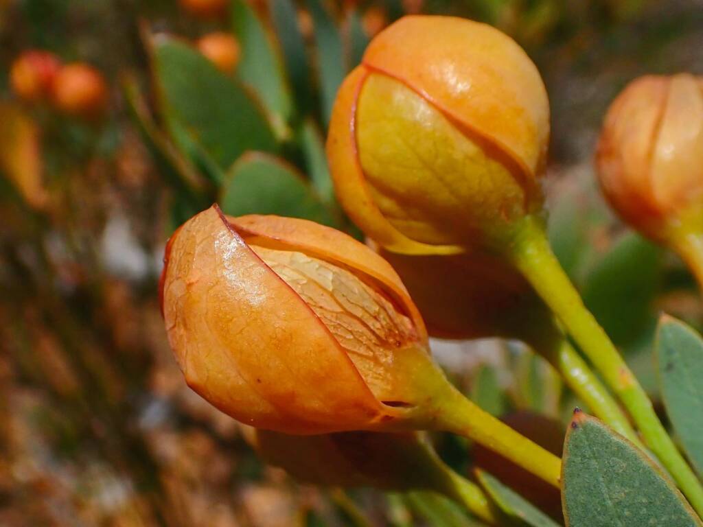 Daviesia oppositifolia (Rattle-pea), Stirling Range National Park WA © Terry Dunham