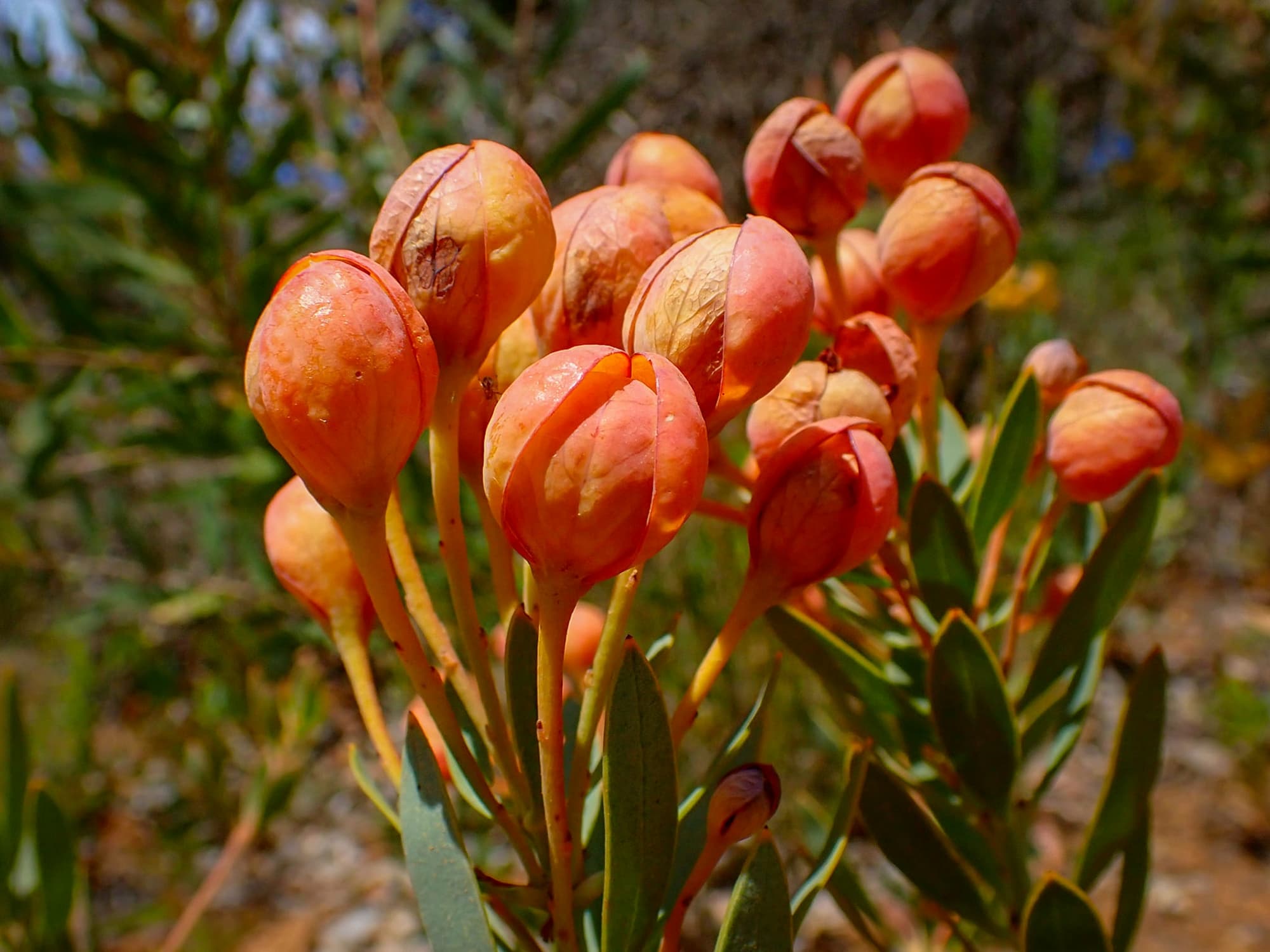 Daviesia oppositifolia (Rattle-pea), Stirling Range National Park WA © Terry Dunham