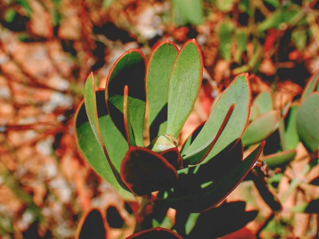 Daviesia oppositifolia (Rattle-pea), Stirling Range National Park WA © Terry Dunham