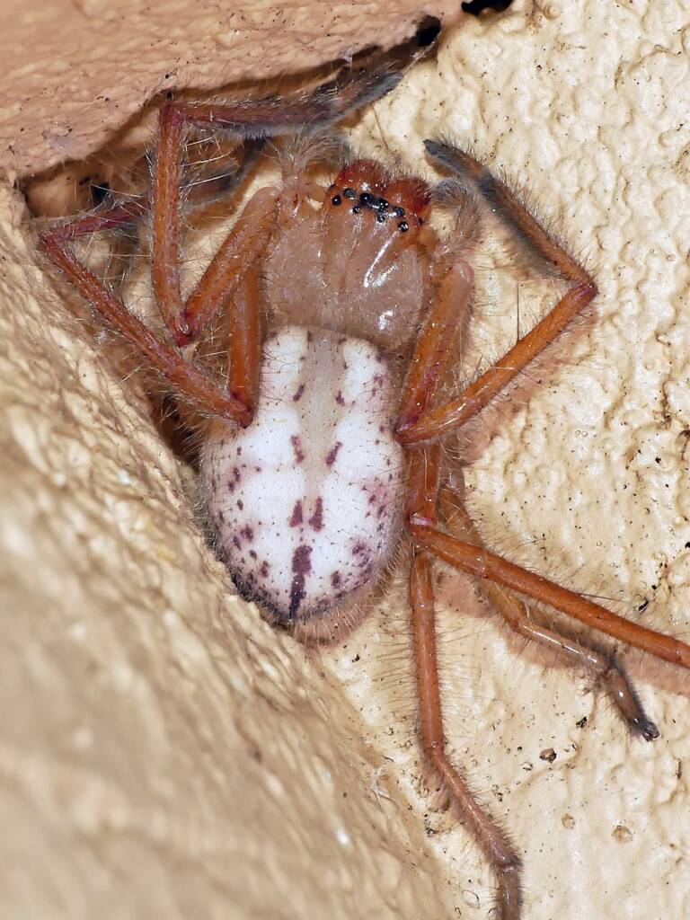 Juvenile Delena cancerides (Huntsman), Adelaide Hills SA © Marianne Broug