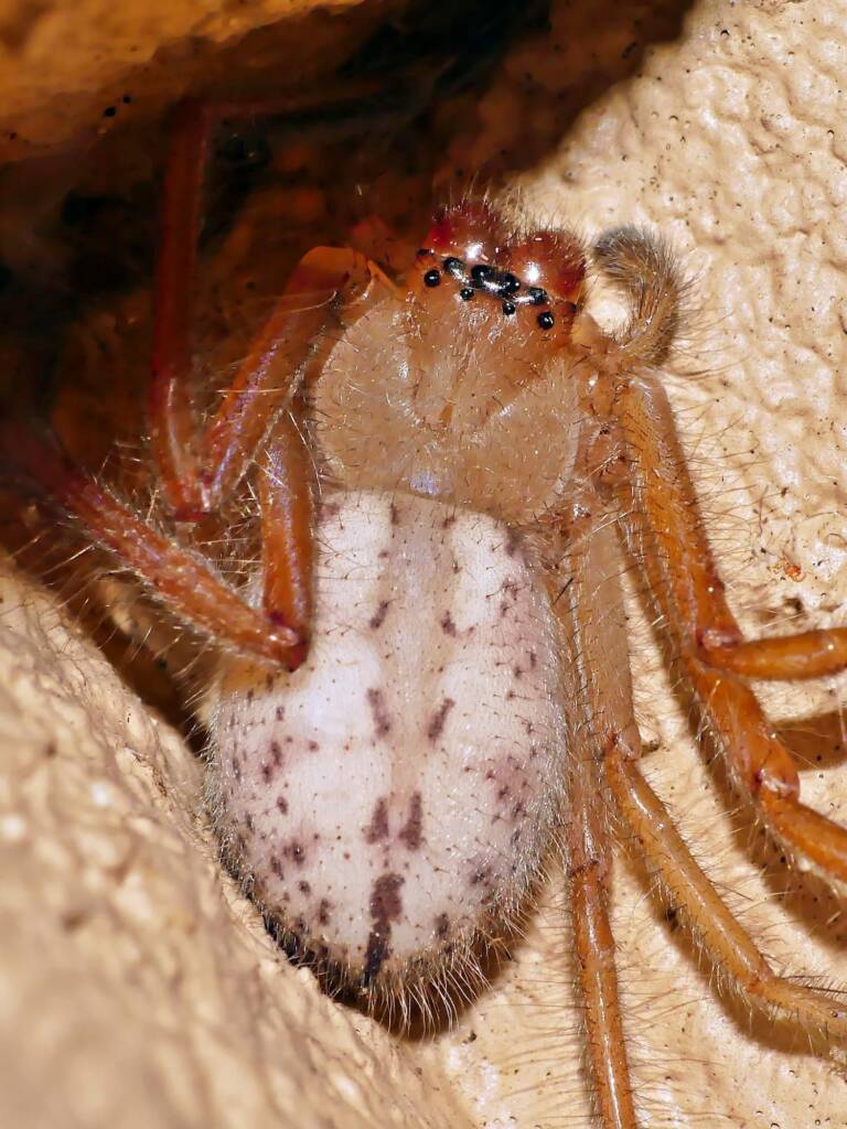Juvenile Delena cancerides (Huntsman), Adelaide Hills SA © Marianne Broug