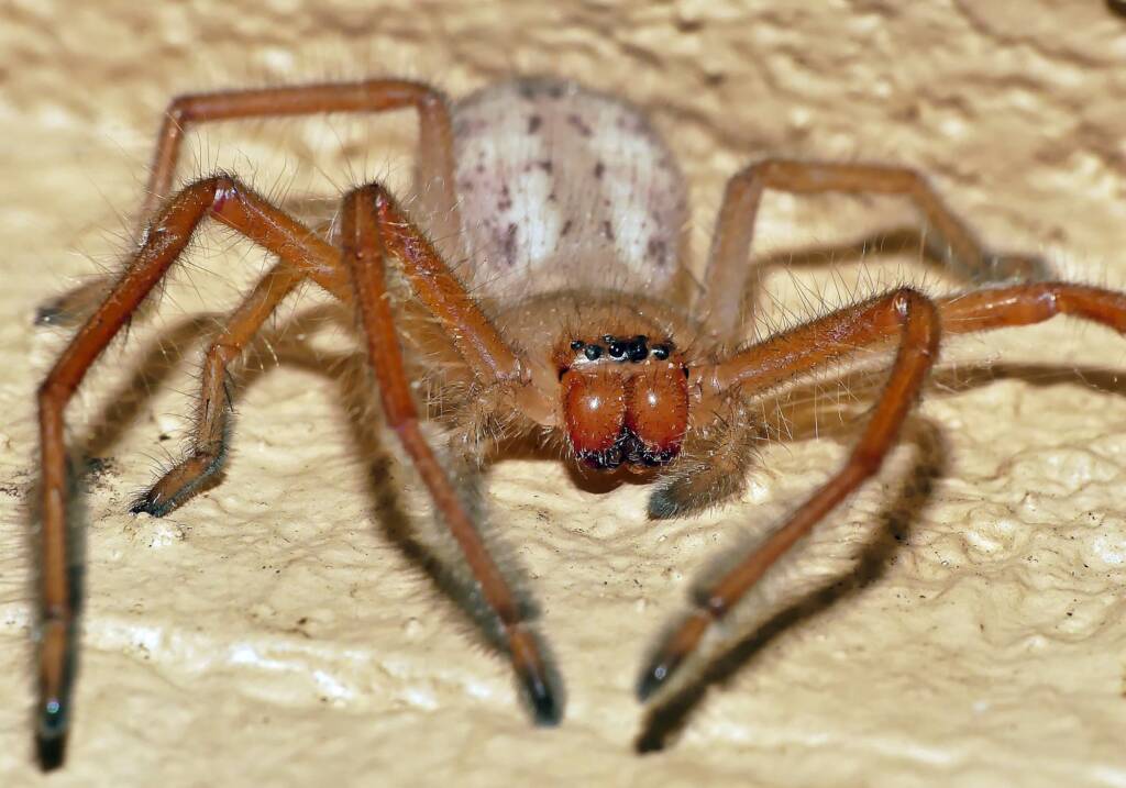 Juvenile Delena cancerides (Huntsman), Adelaide Hills SA © Marianne Broug