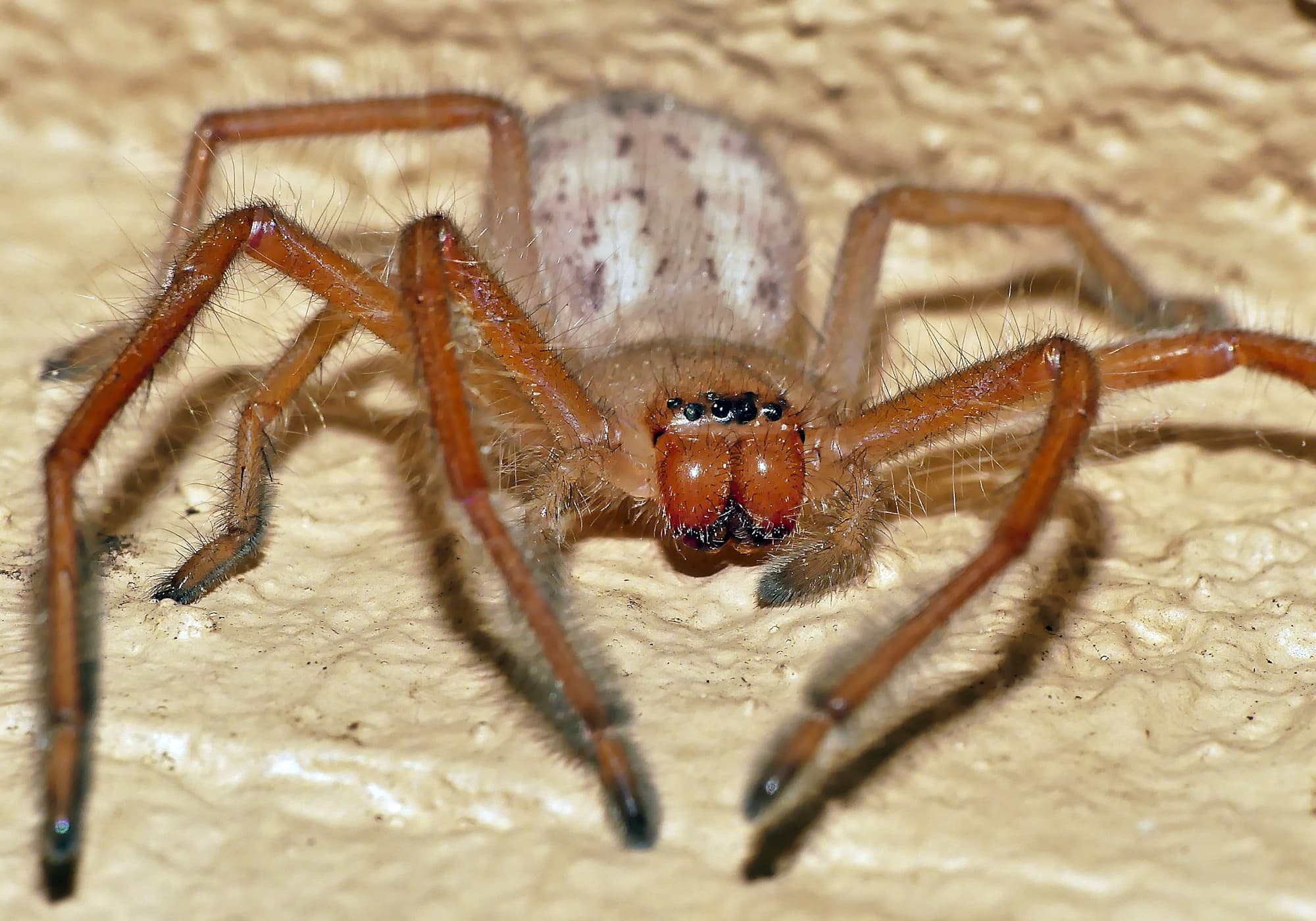 Juvenile Delena cancerides (Huntsman), Adelaide Hills SA © Marianne Broug