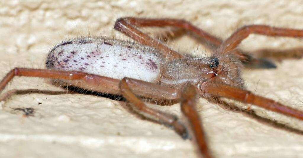 Juvenile Delena cancerides (Huntsman), Adelaide Hills SA © Marianne Broug